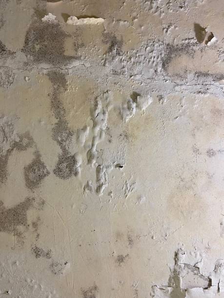 Boulder, MT Mold Removal Company