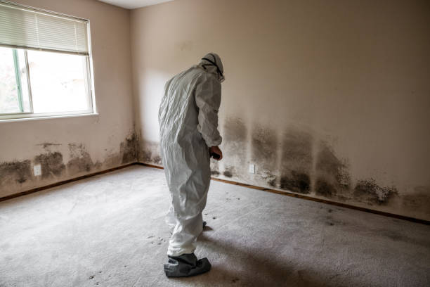 Best Office Mold Removal Services  in Boulder, MT